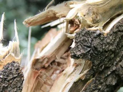 Во Львовской области дерево убило лесника