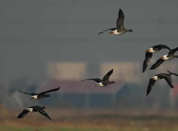 Екологи встановлюють причину масової загибелі диких птахів на Херсонщині