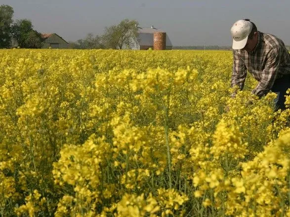 Украина на 52% увеличила экспорт масличных культур