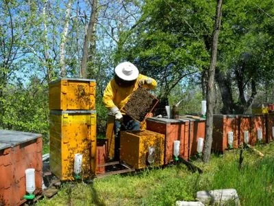 Україна повністю використала квоту на експорт меду до ЄС