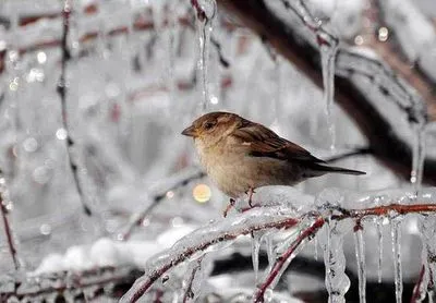 В Украине возможны сильные морозы уже с 25 января - Укргидрометцентр
