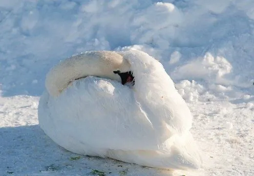 Лебедь опять примерз ко льду в Кировоградской области