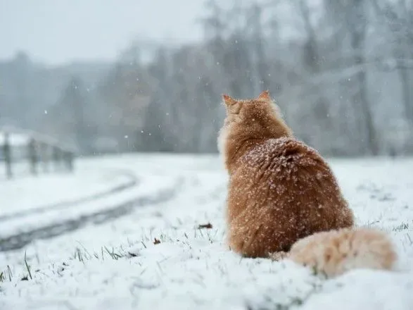 Сьогодні в Києві очікується невеликий сніг