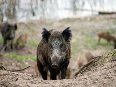 Фермери Німеччини вимагають знищити 70% диких кабанів через АЧС