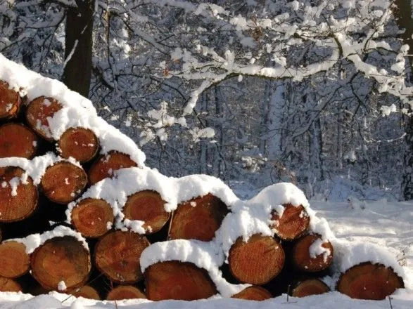 На Закарпатье погиб мужчина, который вместе с детьми незаконно заготавливал дрова