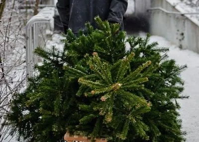 В Украине вдвое уменьшились незаконные рубки елок