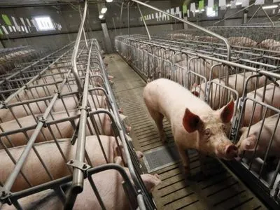 АЧС помешала Украине заработать дополнительные 12 млн долл. на экспорте свинины