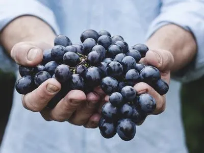 Украинские виноделы стремятся отказаться от импортного винограда