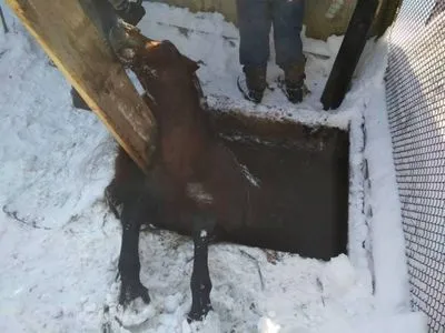 Лошадь вытащили из колодца во Львовской области