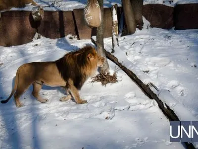 Вичесали гриви та годували м'ясом: у столичному зоопарку відзначили День лева