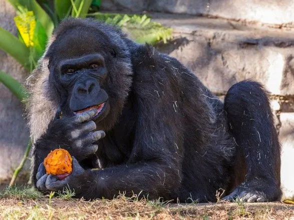 В зоопарке в США умерла одна из старейших в мире горилл