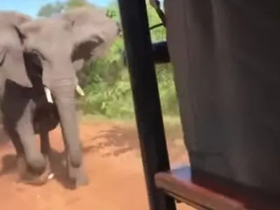 В Африке слон напал на автомобиль с туристами