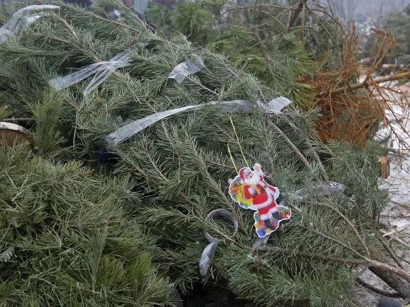 Киевляне сдали на утилизацию более 10 тысяч новогодних елок