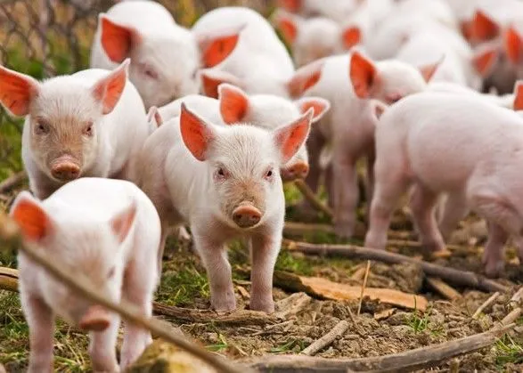 Экспорт свинины из США оказался под угрозой