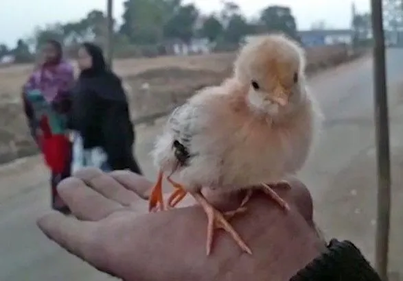 В Индии родился цыпленок с четырьмя ногами