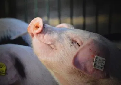 Польша призвала ЕС поддержать отрасль свиноводства из-за АЧС