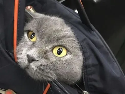 В Киевский рыбоохранный патруль "приняли на работу" кота