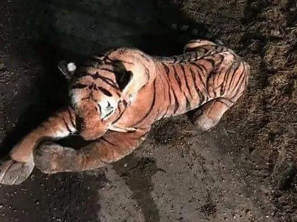 Шотландский фермер вызвал полицию для спасения от игрушечного тигра