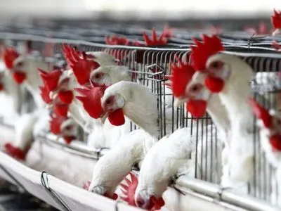 Для України передбачають ключову роль на ринку курятини у ЄС - дослідження