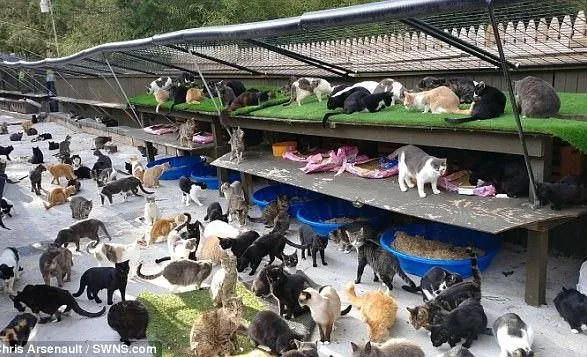 Американец держит дома 300 кошек