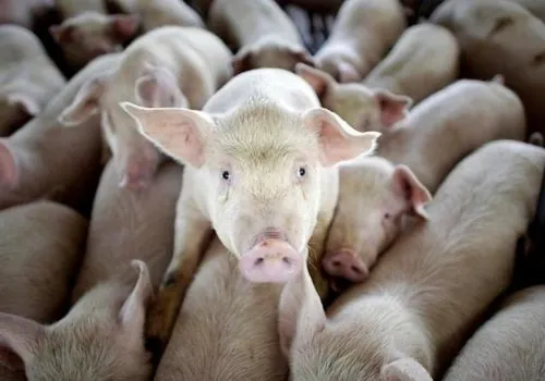 Збитки свинарів через АЧС можуть досягти 30 млрд грн - Д.Приходько