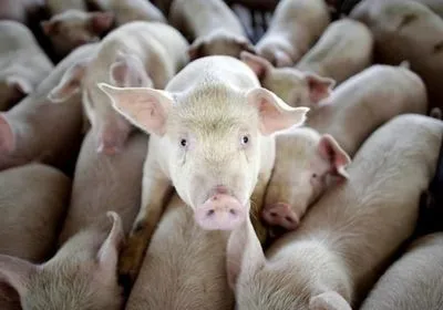 Убытки свиноводов из-за АЧС могут достичь 30 млрд грн - Д.Приходько