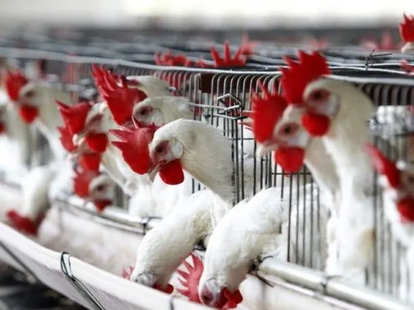 В Израиле курицу любят больше, чем в Украине - исследование