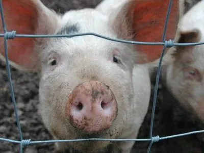 Вспышки АЧС: украинская свиноводческая промышленность остается уязвимой