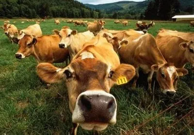 В ООН вважають виробництво яловичини неефективним