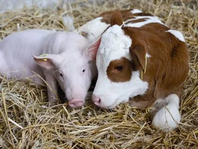 В Украине стало меньше коров и свиней