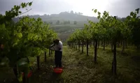 Brexit обійдеться італійським виноробам в 52 млн євро втрат