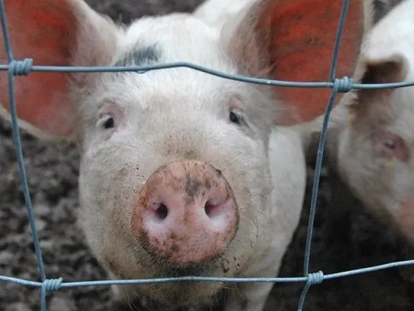 Годовые убытки свиноводов из-за вируса АЧС в Украине оценили в 12 млн долл.