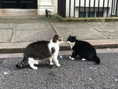 У Лондоні побилися коти прем'єр-міністра та глави МЗС