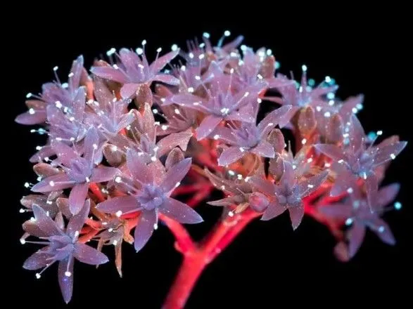 Фотограф показав дивовижне світіння квітів в ультрафіолеті
