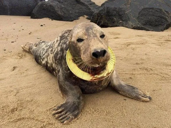 Британці врятували тюленя, який застряг у фрізбі