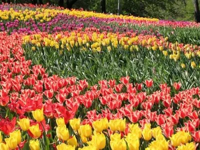 В этом году в Киеве планируют высадить 13 млн цветов