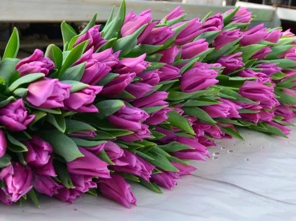 У Києві зацвіли 70 тисяч тюльпанів