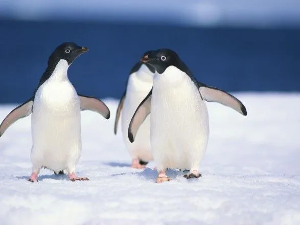 v-antarktidi-zavdyaki-znimkam-z-kosmosu-znayshli-koloniyu-pingviniv-z-1-5-milyona-osobin