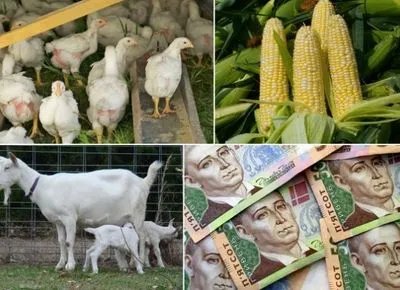 За месяц расходы на производство сельхозпродукции в Украине выросли на 4,5%