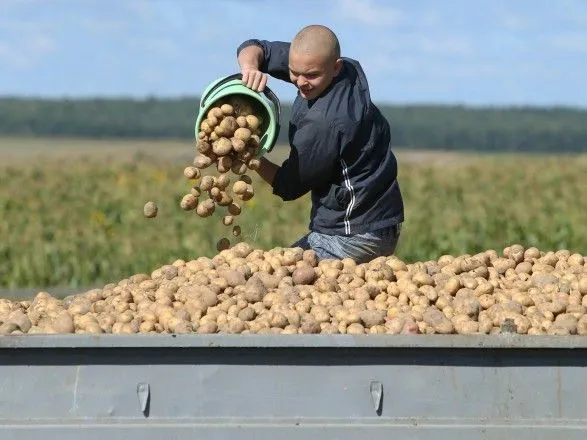 Найбільше української картоплі минулого року купила Білорусь