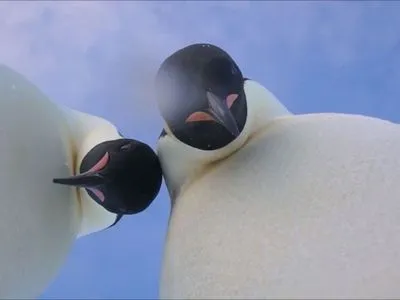 Двое пингвинов в Антарктиде нашли камеру и записали "селфи-видео"