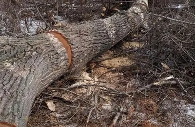 Во Львовской области во время вырубки леса погиб лесник