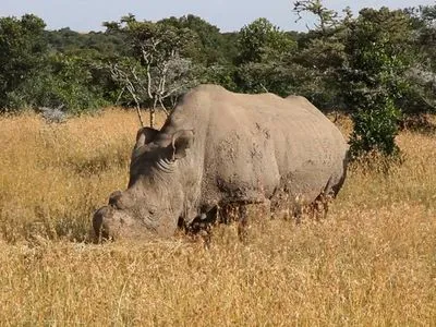 Последний в мире самец северного белого носорога умер