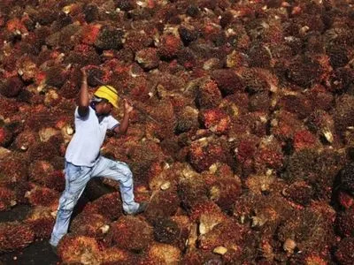 Індія бореться з імпортованою пальмовою олією