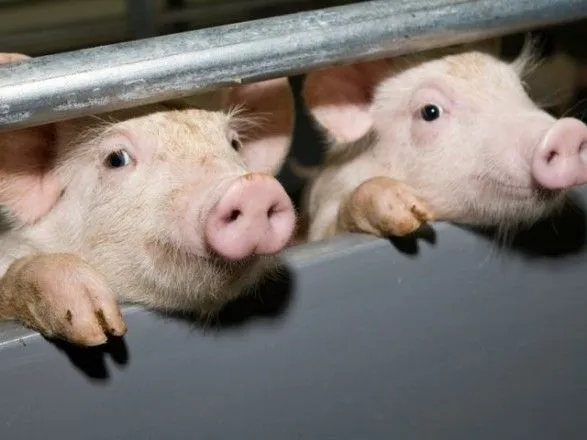 Черговий спалах АЧС: на Одещині загинули свині