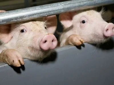 Очередная вспышка АЧС: в Одесской области погибли свиньи