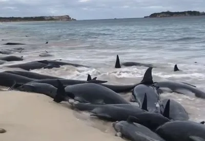 Более 150 черных дельфинов выбросились на берег в Австралии
