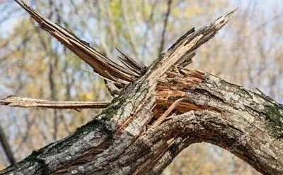 На Волыни старое дерево раздавило мужчину