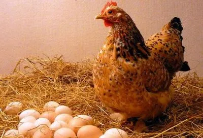 Яйца и курятина оказались среди продуктов-рекордсменов по ценовому спаду
