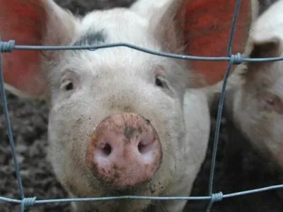 Более тысячи свиней утилизировали в Полтавской области из-за АЧС